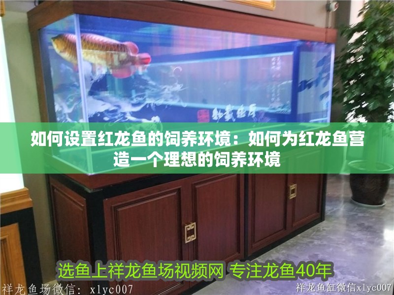 如何設置紅龍魚的飼養(yǎng)環(huán)境：如何為紅龍魚營造一個理想的飼養(yǎng)環(huán)境