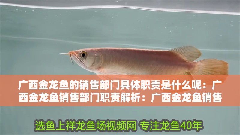 廣西金龍魚的銷售部門具體職責是什么呢：廣西金龍魚銷售部門職責解析：廣西金龍魚銷售部門 廣西金龍魚的銷售部門具體職責是什么呢：廣西金龍魚銷售部門職責解析：廣西金龍魚銷售部門 水族問答
