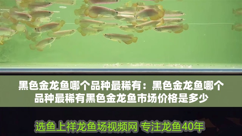 黑色金龍魚(yú)哪個(gè)品種最稀有：黑色金龍魚(yú)哪個(gè)品種最稀有黑色金龍魚(yú)市場(chǎng)價(jià)格是多少
