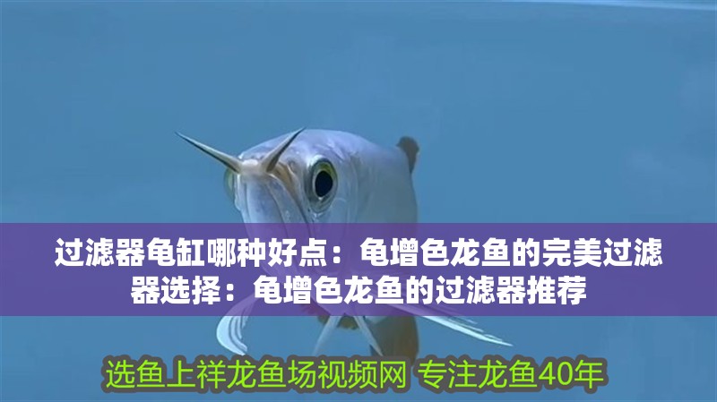 過濾器龜缸哪種好點：龜增色龍魚的完美過濾器選擇：龜增色龍魚的過濾器推薦