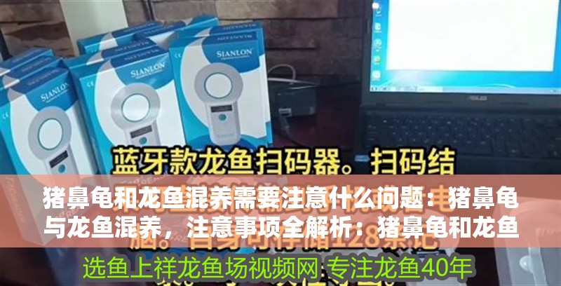 豬鼻龜和龍魚混養需要注意什么問題：豬鼻龜與龍魚混養，注意事項全解析：豬鼻龜和龍魚混養的注意事項