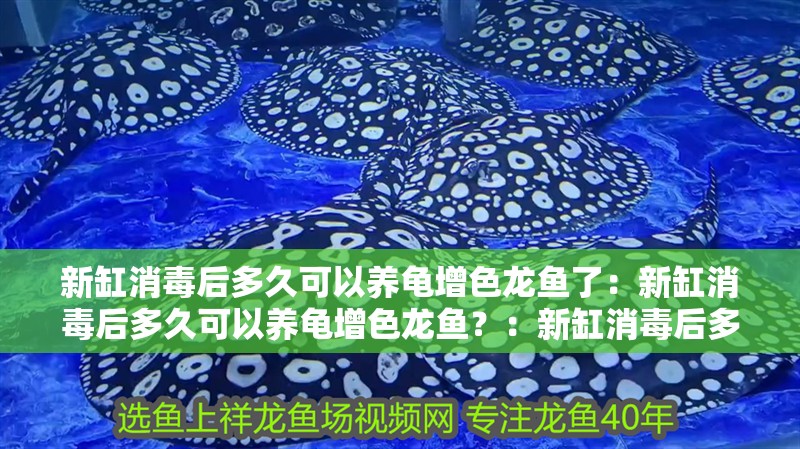 新缸消毒后多久可以養龜增色龍魚了：新缸消毒后多久可以養龜增色龍魚？：新缸消毒后多久可以養龜增色龍魚