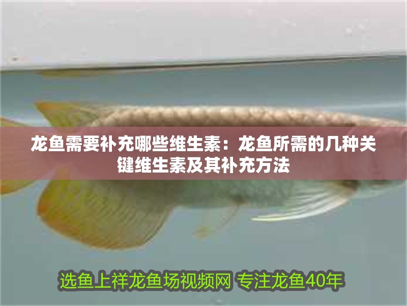 龍魚需要補充哪些維生素：龍魚所需的幾種關鍵維生素及其補充方法