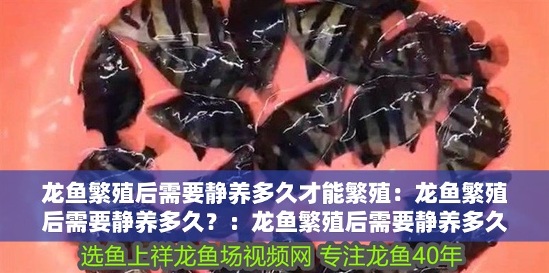 龍魚繁殖后需要靜養(yǎng)多久才能繁殖：龍魚繁殖后需要靜養(yǎng)多久？：龍魚繁殖后需要靜養(yǎng)多久