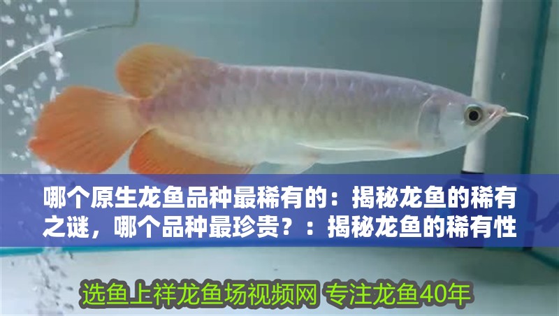 哪個(gè)原生龍魚品種最稀有的：揭秘龍魚的稀有之謎，哪個(gè)品種最珍貴？：揭秘龍魚的稀有性和獨(dú)特的紅色鱗片和優(yōu)雅的龍魚品種