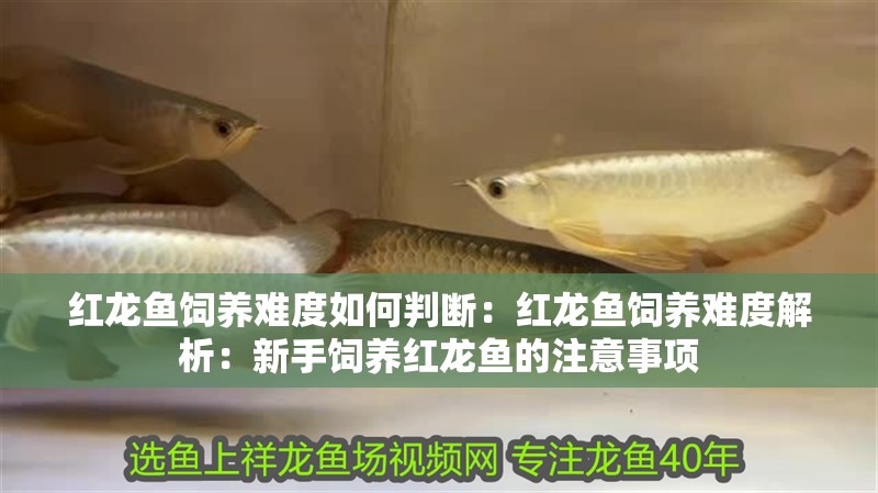 紅龍魚飼養(yǎng)難度如何判斷：紅龍魚飼養(yǎng)難度解析：新手飼養(yǎng)紅龍魚的注意事項
