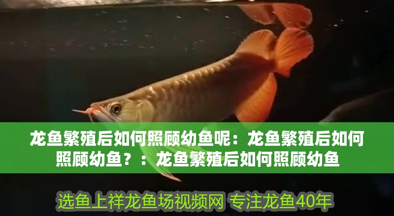 龍魚繁殖后如何照顧幼魚呢：龍魚繁殖后如何照顧幼魚？：龍魚繁殖后如何照顧幼魚