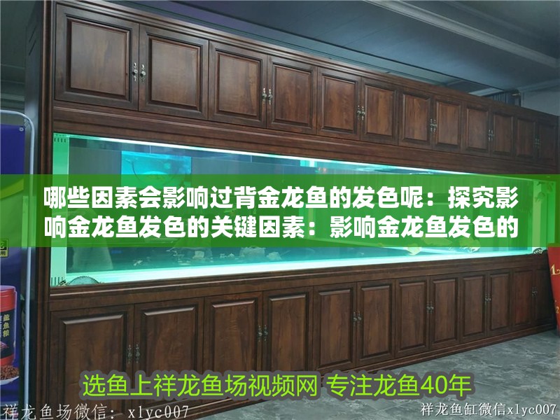 哪些因素會影響過背金龍魚的發色呢：探究影響金龍魚發色的關鍵因素：影響金龍魚發色的三個關鍵因素