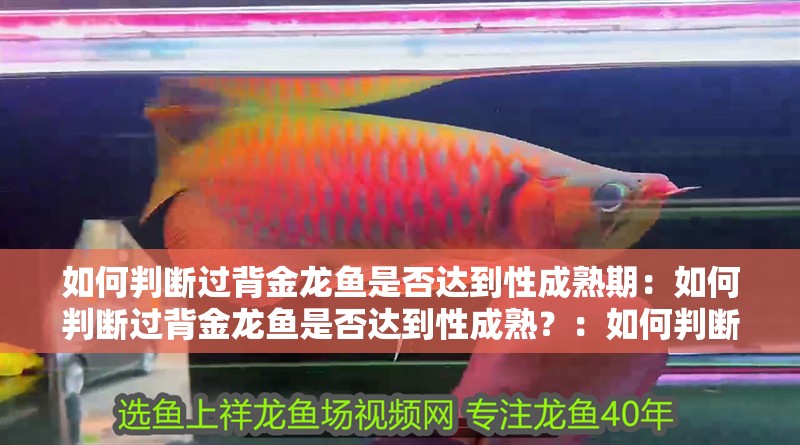 如何判斷過背金龍魚是否達到性成熟期：如何判斷過背金龍魚是否達到性成熟？：如何判斷金龍魚是否達到性成熟