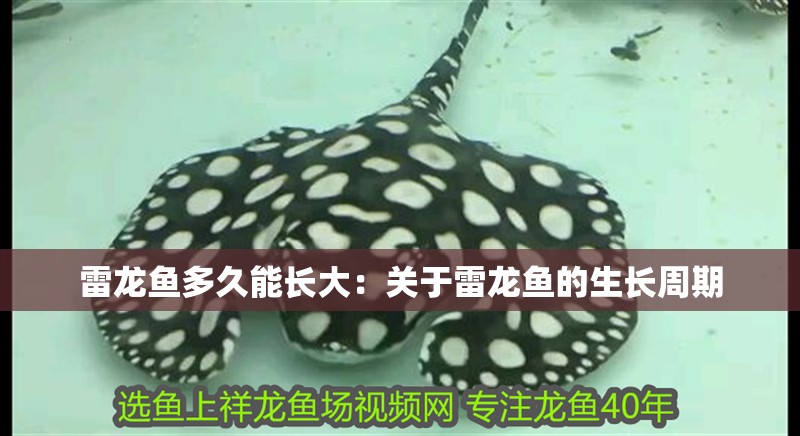 雷龍魚多久能長大：關于雷龍魚的生長周期