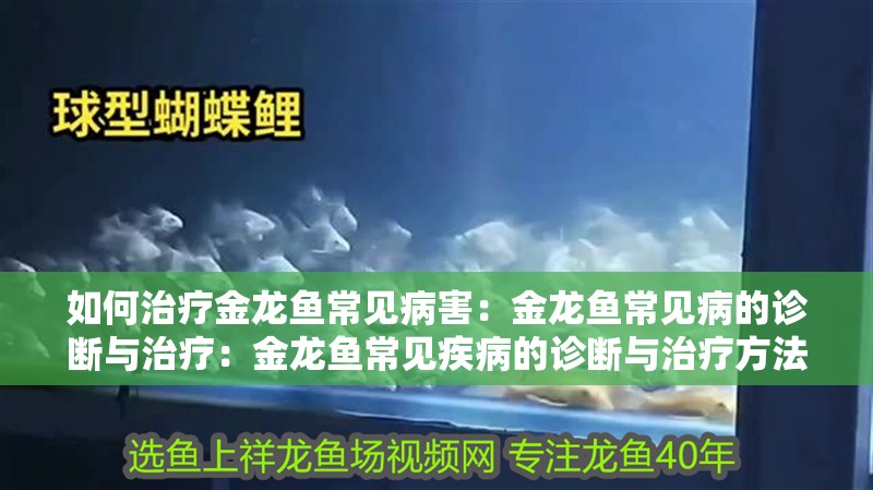 如何治療金龍魚常見病害：金龍魚常見病的診斷與治療：金龍魚常見疾病的診斷與治療方法