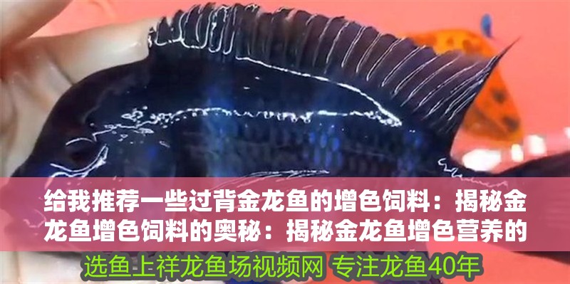 給我推薦一些過背金龍魚的增色飼料：揭秘金龍魚增色飼料的奧秘：揭秘金龍魚增色營養的奧秘