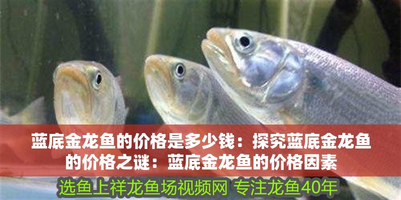 藍底金龍魚的價格是多少錢：探究藍底金龍魚的價格之謎：藍底金龍魚的價格因素