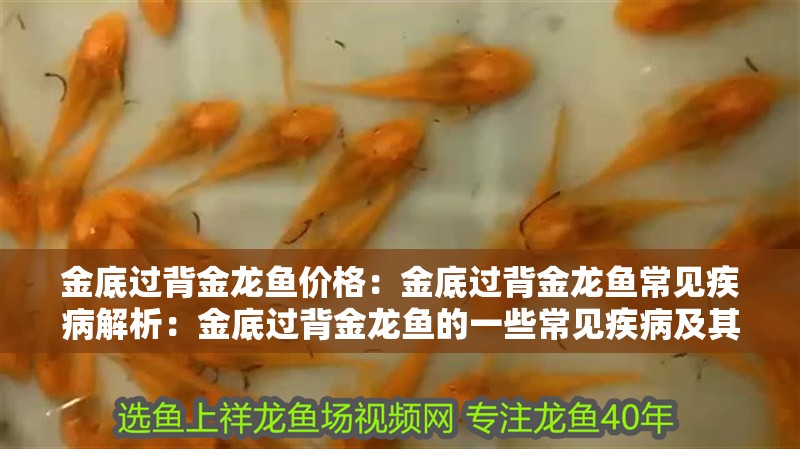金底過背金龍魚價格：金底過背金龍魚常見疾病解析：金底過背金龍魚的一些常見疾病及其防治方法