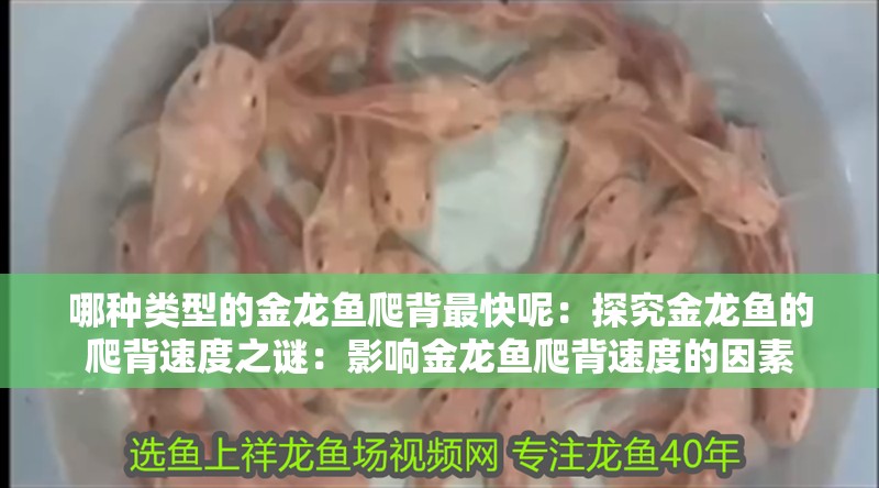 哪種類型的金龍魚爬背最快呢：探究金龍魚的爬背速度之謎：影響金龍魚爬背速度的因素