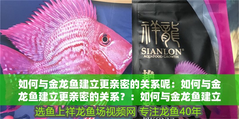如何與金龍魚建立更親密的關(guān)系呢：如何與金龍魚建立更親密的關(guān)系？：如何與金龍魚建立親密關(guān)系