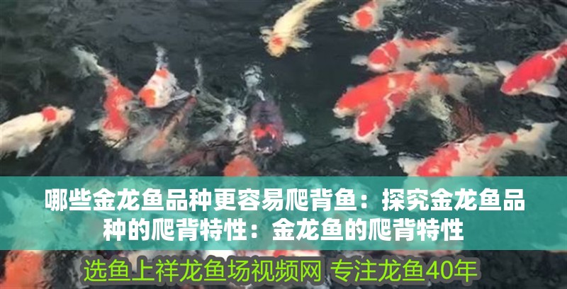 哪些金龍魚品種更容易爬背魚：探究金龍魚品種的爬背特性：金龍魚的爬背特性