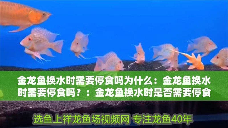 金龍魚換水時需要停食嗎為什么：金龍魚換水時需要停食嗎？：金龍魚換水時是否需要停食