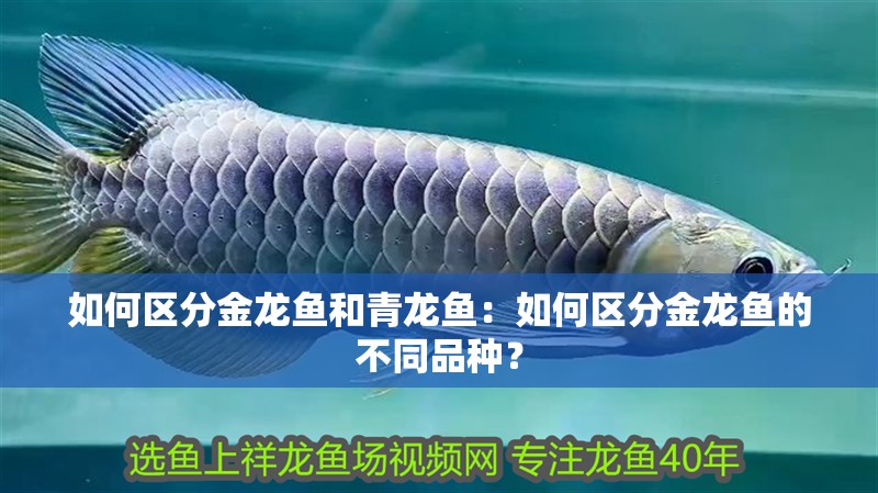 如何區(qū)分金龍魚和青龍魚：如何區(qū)分金龍魚的不同品種？