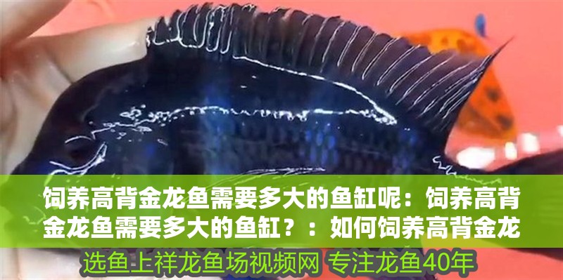 飼養(yǎng)高背金龍魚需要多大的魚缸呢：飼養(yǎng)高背金龍魚需要多大的魚缸？：如何飼養(yǎng)高背金龍魚