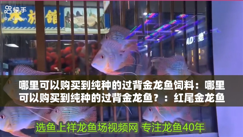 哪里可以購買到純種的過背金龍魚飼料：哪里可以購買到純種的過背金龍魚？：紅尾金龍魚飼料是純種的過背金龍魚飼料，過分追求低價