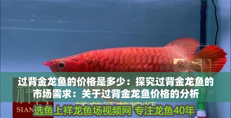 過背金龍魚的價格是多少：探究過背金龍魚的市場需求：關于過背金龍魚價格的分析