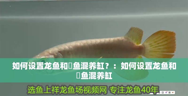 如何設置龍魚和魟魚混養缸？：如何設置龍魚和魟魚混養缸 如何設置龍魚和魟魚混養缸？：如何設置龍魚和魟魚混養缸 龍魚百科