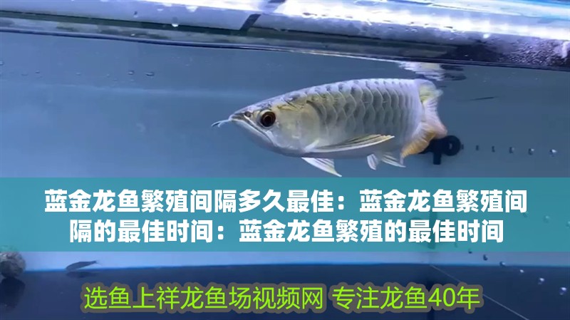 藍(lán)金龍魚繁殖間隔多久最佳：藍(lán)金龍魚繁殖間隔的最佳時間：藍(lán)金龍魚繁殖的最佳時間