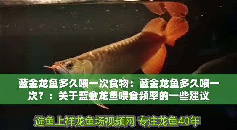藍金龍魚多久喂一次食物：藍金龍魚多久喂一次？：關(guān)于藍金龍魚喂食頻率的一些建議