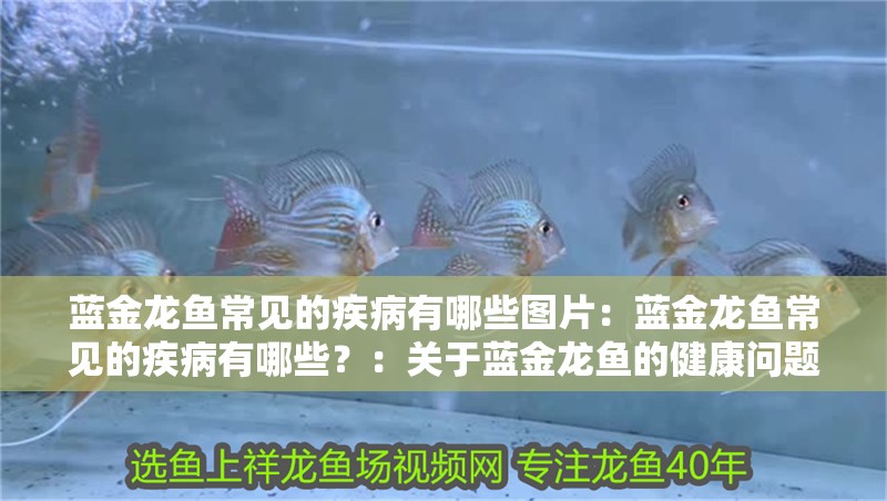 藍(lán)金龍魚(yú)常見(jiàn)的疾病有哪些圖片：藍(lán)金龍魚(yú)常見(jiàn)的疾病有哪些？：關(guān)于藍(lán)金龍魚(yú)的健康問(wèn)題