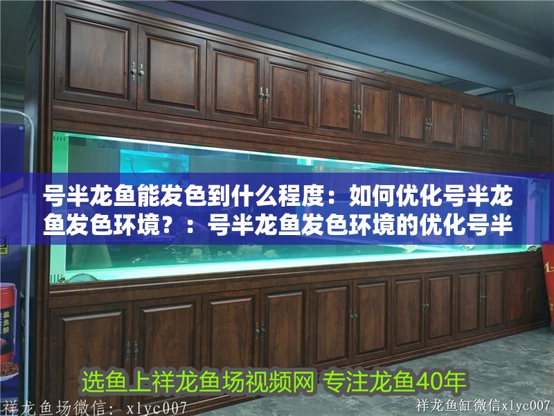 號半龍魚能發色到什么程度：如何優化號半龍魚發色環境？：號半龍魚發色環境的優化號半龍魚發色環境的優化指南