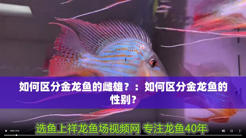 如何區(qū)分金龍魚的雌雄？：如何區(qū)分金龍魚的性別？ 如何區(qū)分金龍魚的雌雄？：如何區(qū)分金龍魚的性別？ 龍魚百科