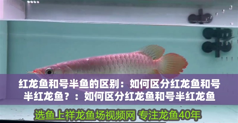 紅龍魚和號半魚的區別：如何區分紅龍魚和號半紅龍魚？：如何區分紅龍魚和號半紅龍魚
