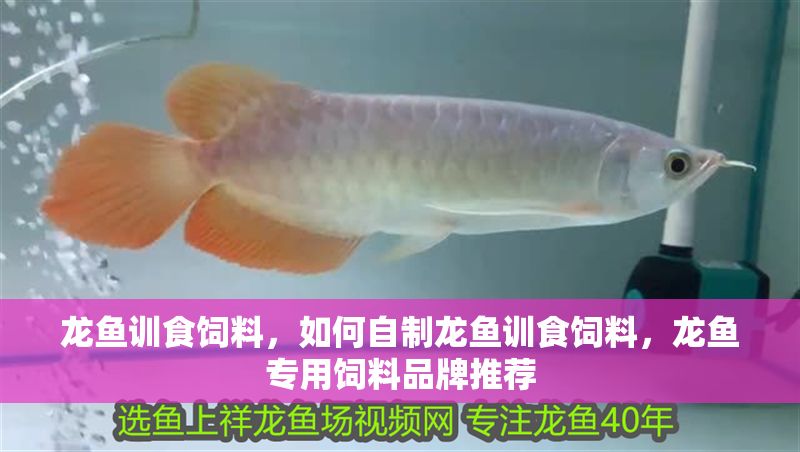 龍魚訓食飼料，如何自制龍魚訓食飼料，龍魚專用飼料品牌推薦 龍魚訓食飼料，如何自制龍魚訓食飼料，龍魚專用飼料品牌推薦 龍魚百科 第2張