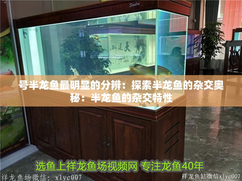 號半龍魚最明顯的分辨：探索半龍魚的雜交奧秘：半龍魚的雜交特性