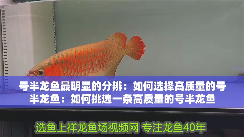 號半龍魚最明顯的分辨：如何選擇高質量的號半龍魚：如何挑選一條高質量的號半龍魚