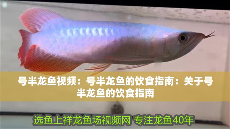 號半龍魚視頻：號半龍魚的飲食指南：關于號半龍魚的飲食指南