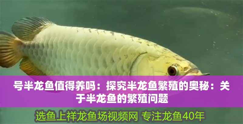 號半龍魚值得養嗎：探究半龍魚繁殖的奧秘：關于半龍魚的繁殖問題