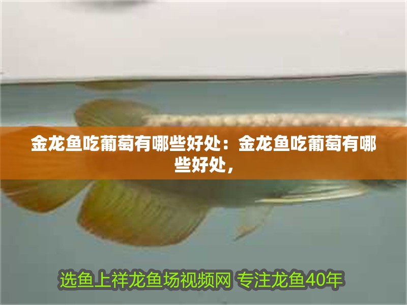 金龍魚吃葡萄有哪些好處：金龍魚吃葡萄有哪些好處，