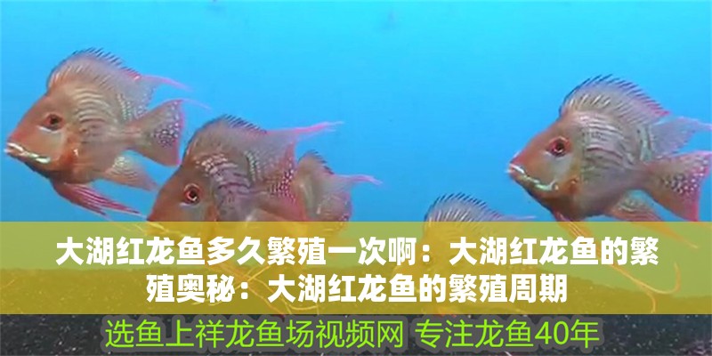 大湖紅龍魚多久繁殖一次啊：大湖紅龍魚的繁殖奧秘：大湖紅龍魚的繁殖周期