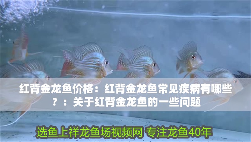 紅背金龍魚價格：紅背金龍魚常見疾病有哪些？：關于紅背金龍魚的一些問題