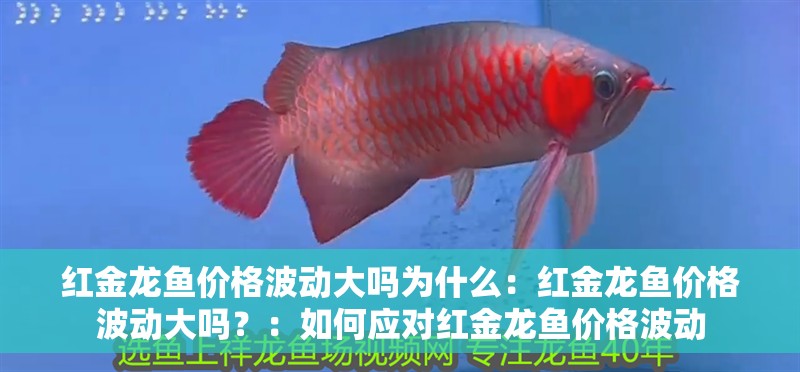 紅金龍魚價格波動大嗎為什么：紅金龍魚價格波動大嗎？：如何應對紅金龍魚價格波動