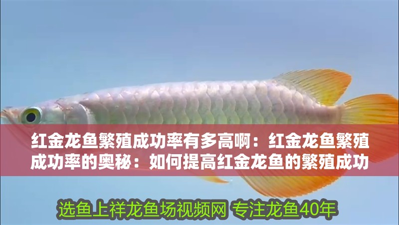 紅金龍魚繁殖成功率有多高啊：紅金龍魚繁殖成功率的奧秘：如何提高紅金龍魚的繁殖成功率