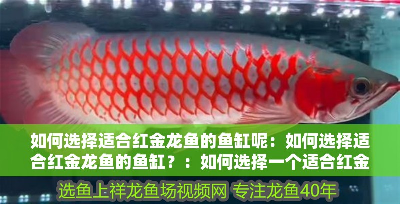 如何選擇適合紅金龍魚的魚缸呢：如何選擇適合紅金龍魚的魚缸？：如何選擇一個適合紅金龍魚的魚缸