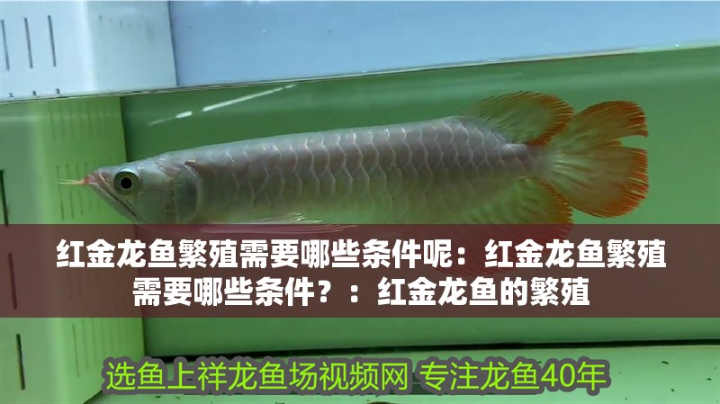 紅金龍魚繁殖需要哪些條件呢：紅金龍魚繁殖需要哪些條件？：紅金龍魚的繁殖