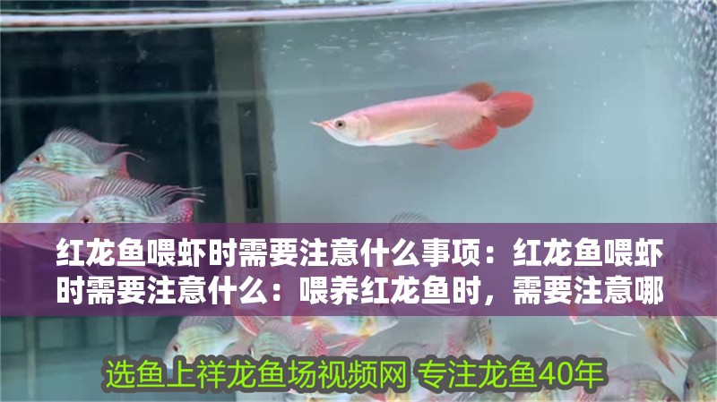 紅龍魚喂蝦時需要注意什么事項：紅龍魚喂蝦時需要注意什么：喂養紅龍魚時，需要注意哪些問題？