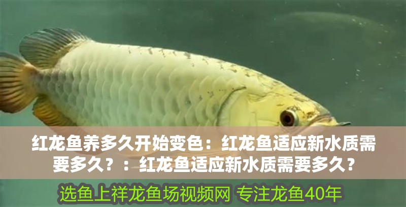 紅龍魚養多久開始變色：紅龍魚適應新水質需要多久？：紅龍魚適應新水質需要多久？