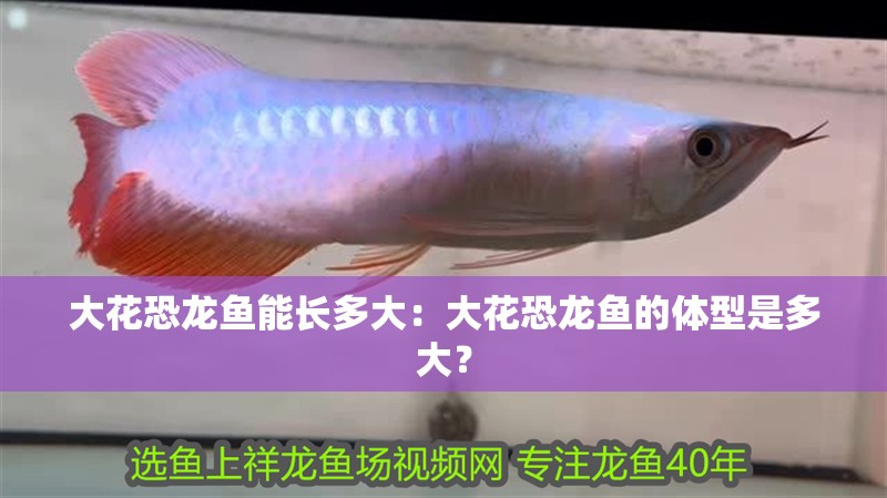 大花恐龍魚能長多大：大花恐龍魚的體型是多大？