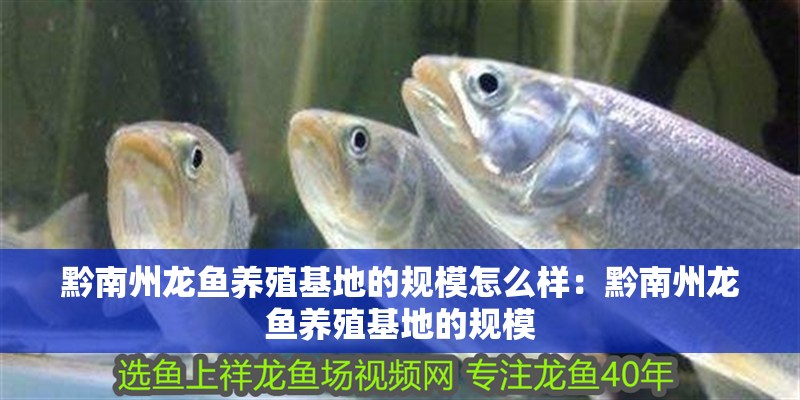 黔南州龍魚養殖基地的規模怎么樣：黔南州龍魚養殖基地的規模 黔南州龍魚養殖基地的規模怎么樣：黔南州龍魚養殖基地的規模 龍魚百科