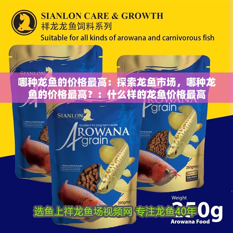 哪種龍魚的價格最高：探索龍魚市場，哪種龍魚的價格最高？：什么樣的龍魚價格最高